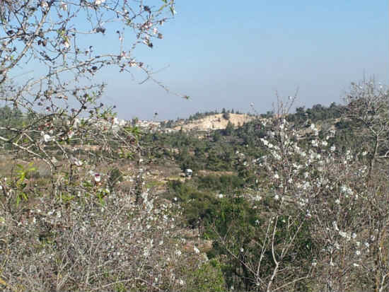 טיולי משפחות, טיולי שקדיות בירושלים, פעילות לילדים בירושלים